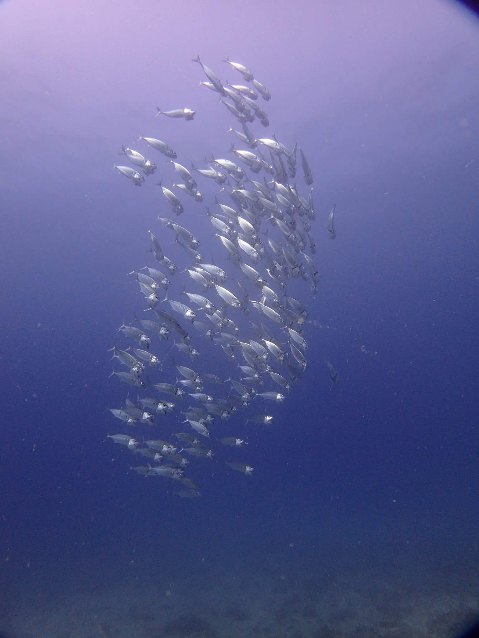 沖繩潛水 日本潛水 青之洞 okinawa diving
