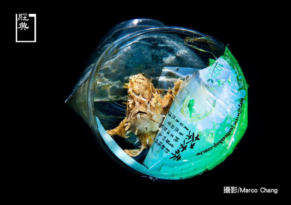 8海裡垃圾八成來自陸地，每年有八百萬噸塑膠流入海洋、汙染大海，生物甚至以此為家，原棲息馬尾藻的娃娃魚躲進飲料杯中。（攝影／Marco Chang） 【海洋導讀】給自己一個重新認識海洋的機會-《海洋台灣：大藍國土紀實》