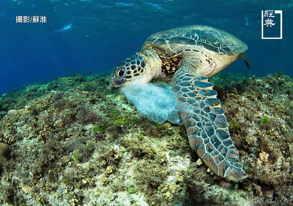 每隻海龜臉部鱗片排列都不相同，此為吃貨二哥。塑膠袋漂浮海中狀似水母，常造成海龜誤食，海龜糞便中也常會發現塑膠。（攝影／蘇淮）