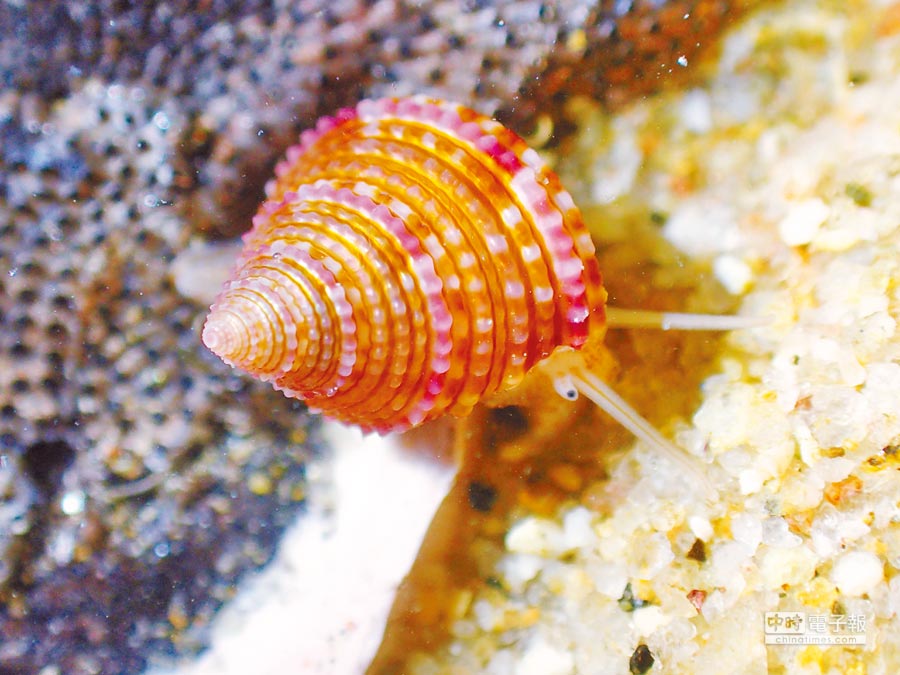 貝殼圖鑑-辨識-海邊的貝殼-認識-貝殼-辨識-海洋大學