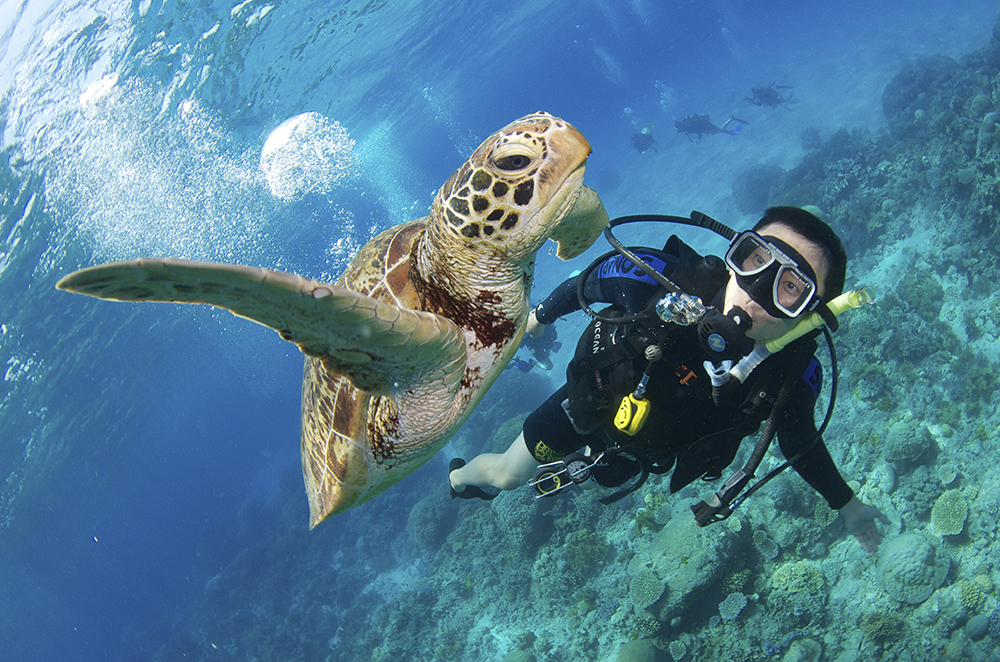 Green Turtle 01 DD 海龜控？一起來認識生活在澳洲大堡礁的六種海龜吧！