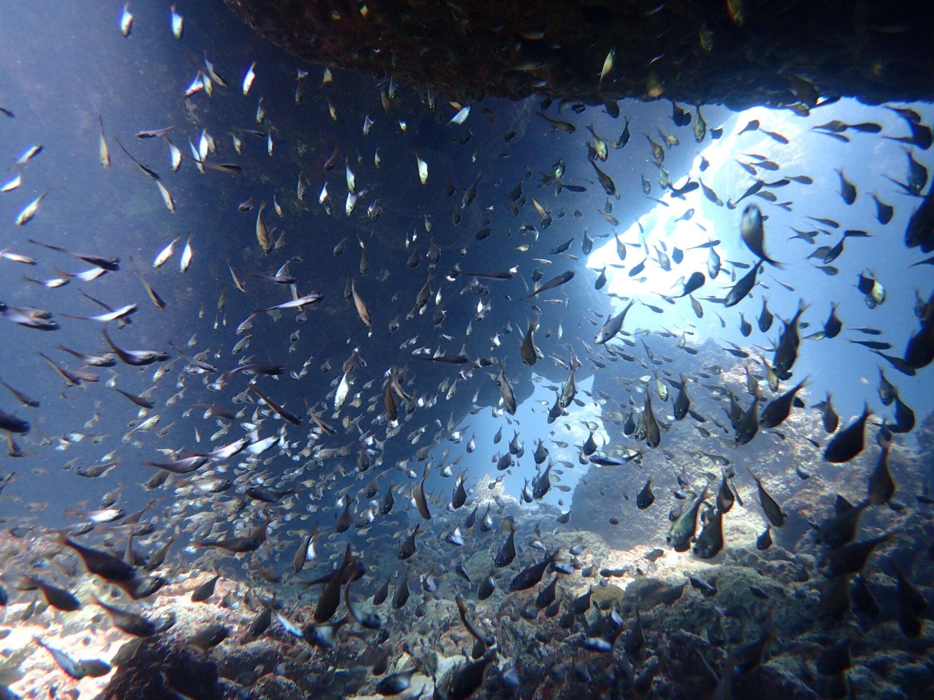 秘密洞穴photo by okisen 沖繩 沖繩潛水 青洞 慶良間