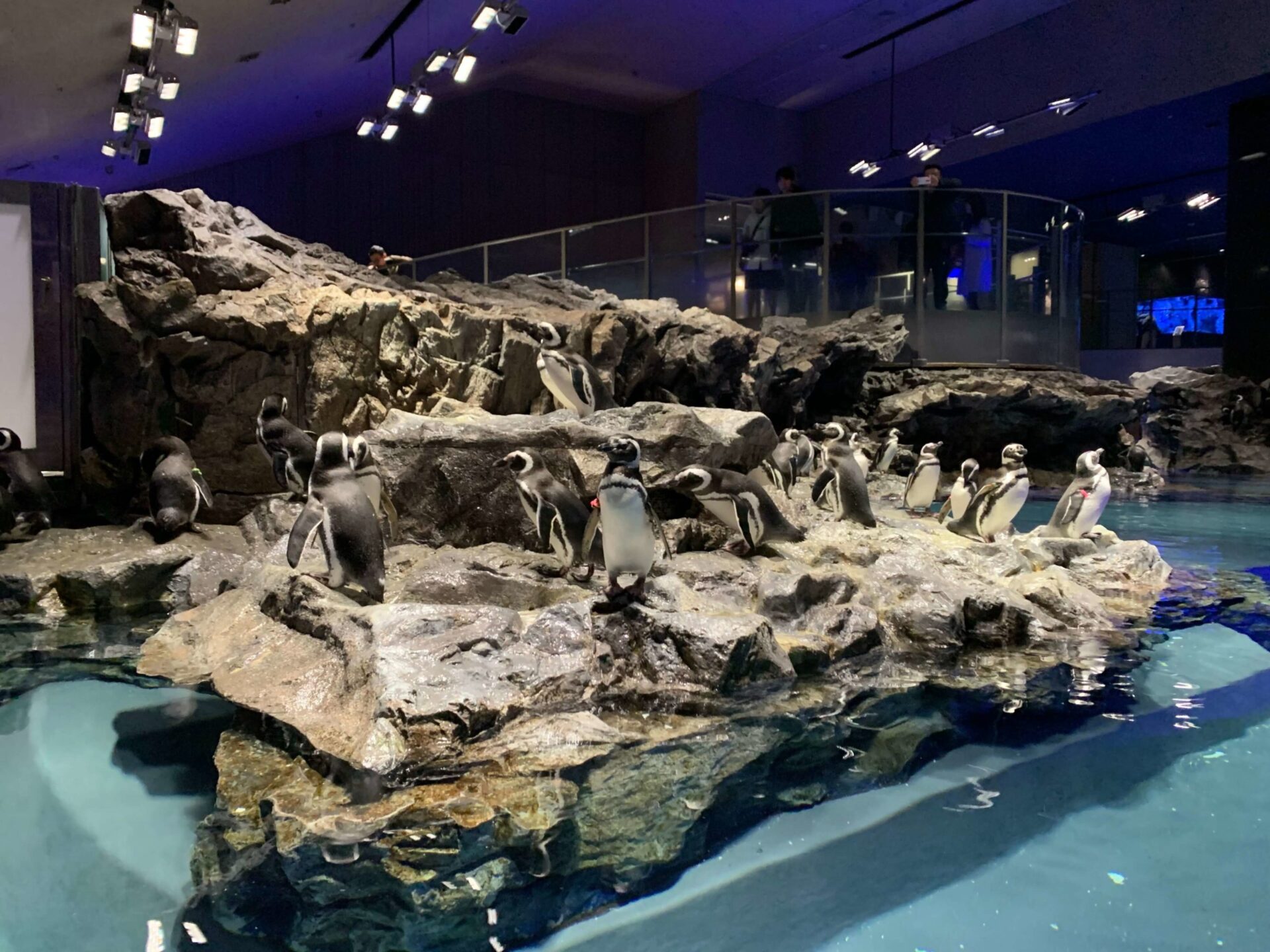 japan-tokyo-sumida-aquarium-東京-墨田水族館
