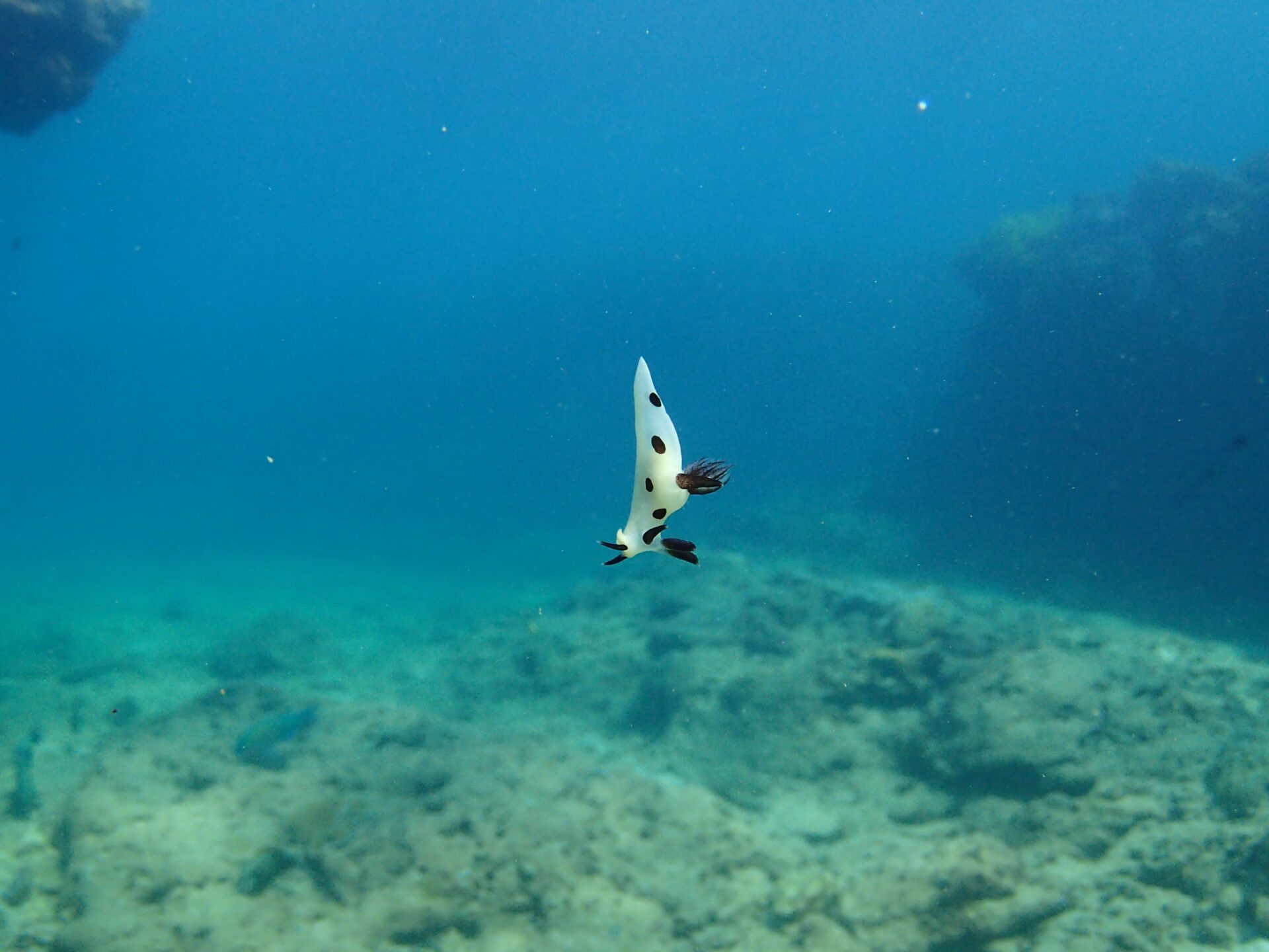 沖繩 沖繩潛水 青洞 慶良間 有時會從天而降的海蛞蝓