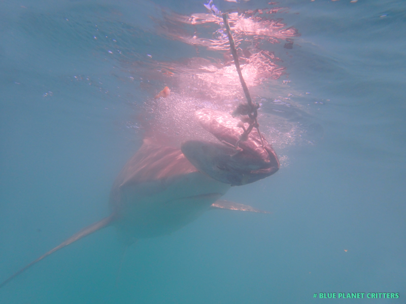 南非鯊魚籠子潛水 Shark Cage Diving in Gansbaai South Africa