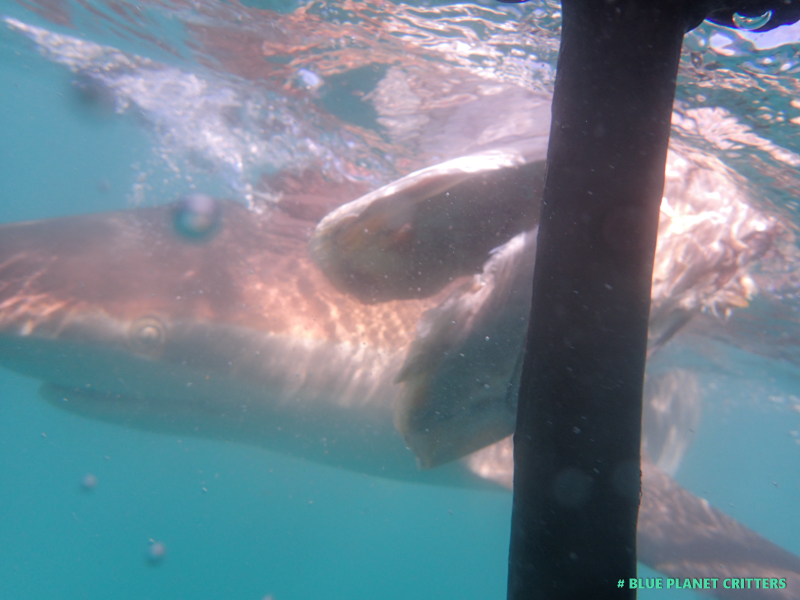南非鯊魚籠子潛水 Shark Cage Diving in Gansbaai South Africa