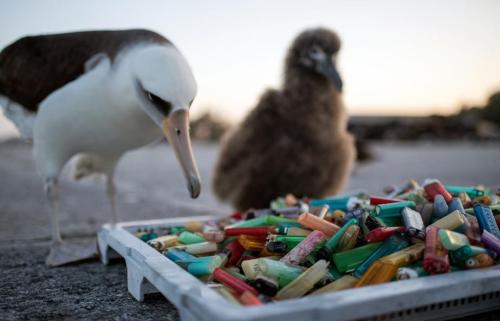 海洋廢棄物對生物的影響