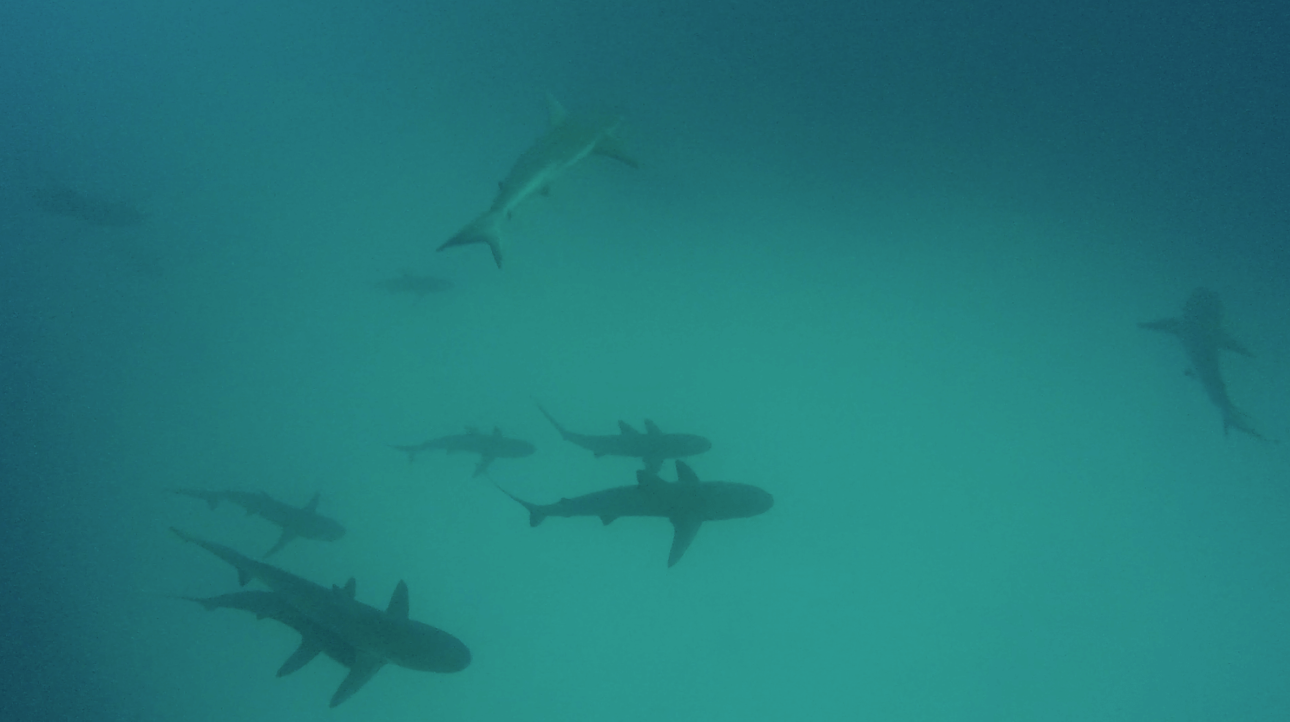 加拉巴哥群島 Ecuador Galapagos Islands Kicker Rock 鎚頭鯊 hammerhead shark