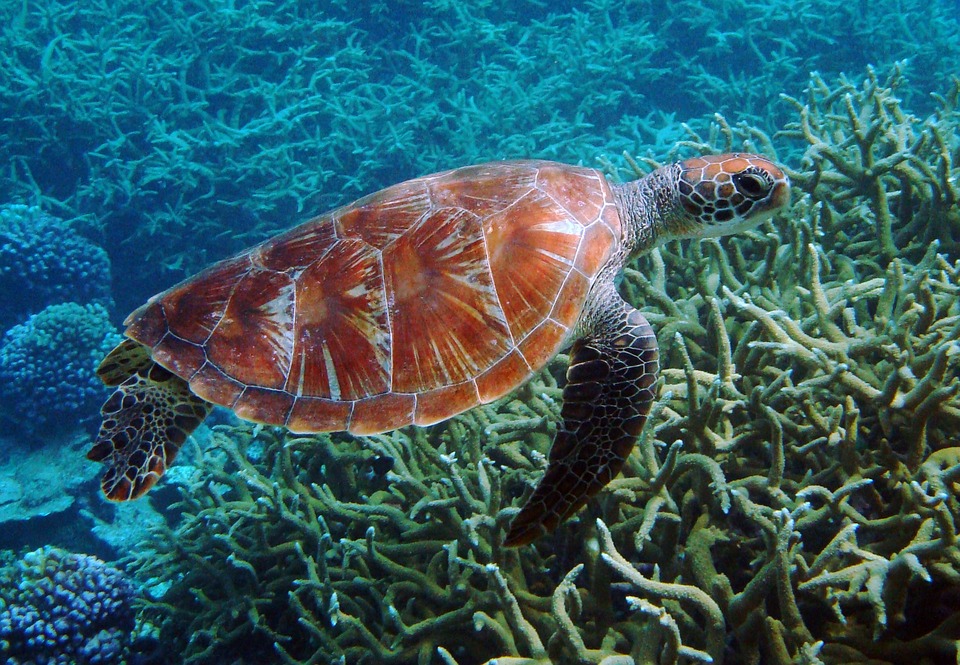 澳洲 大堡礁 海龜保育 海龜觀察 海龜志工