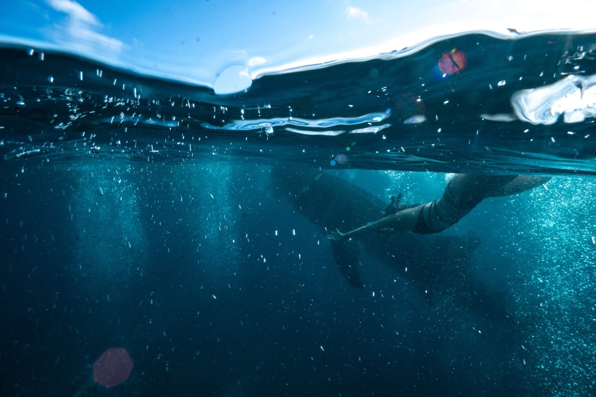鯨鯊 菲律賓潛水 oslob