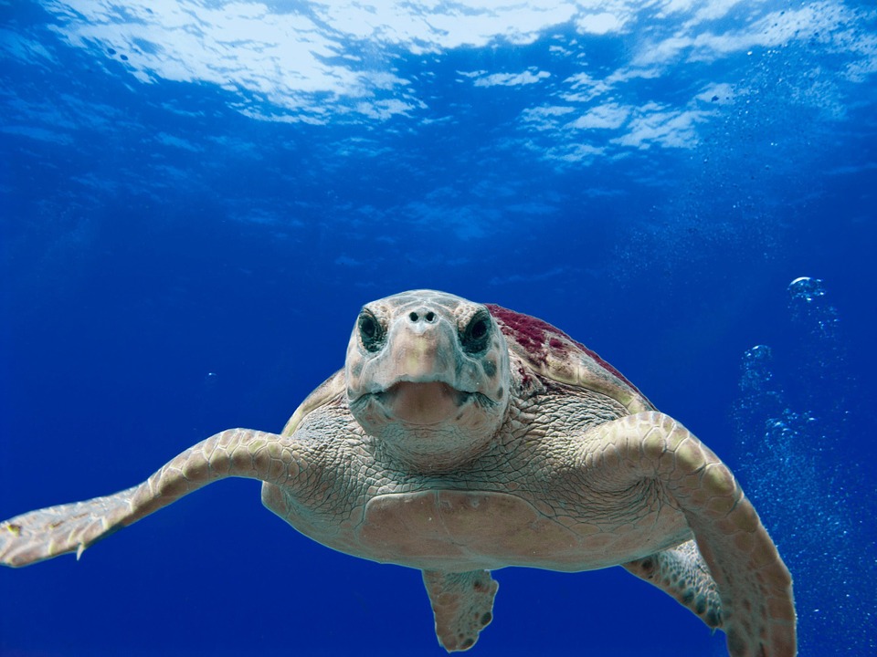 澳洲 大堡礁 海龜保育 海龜觀察 海龜志工