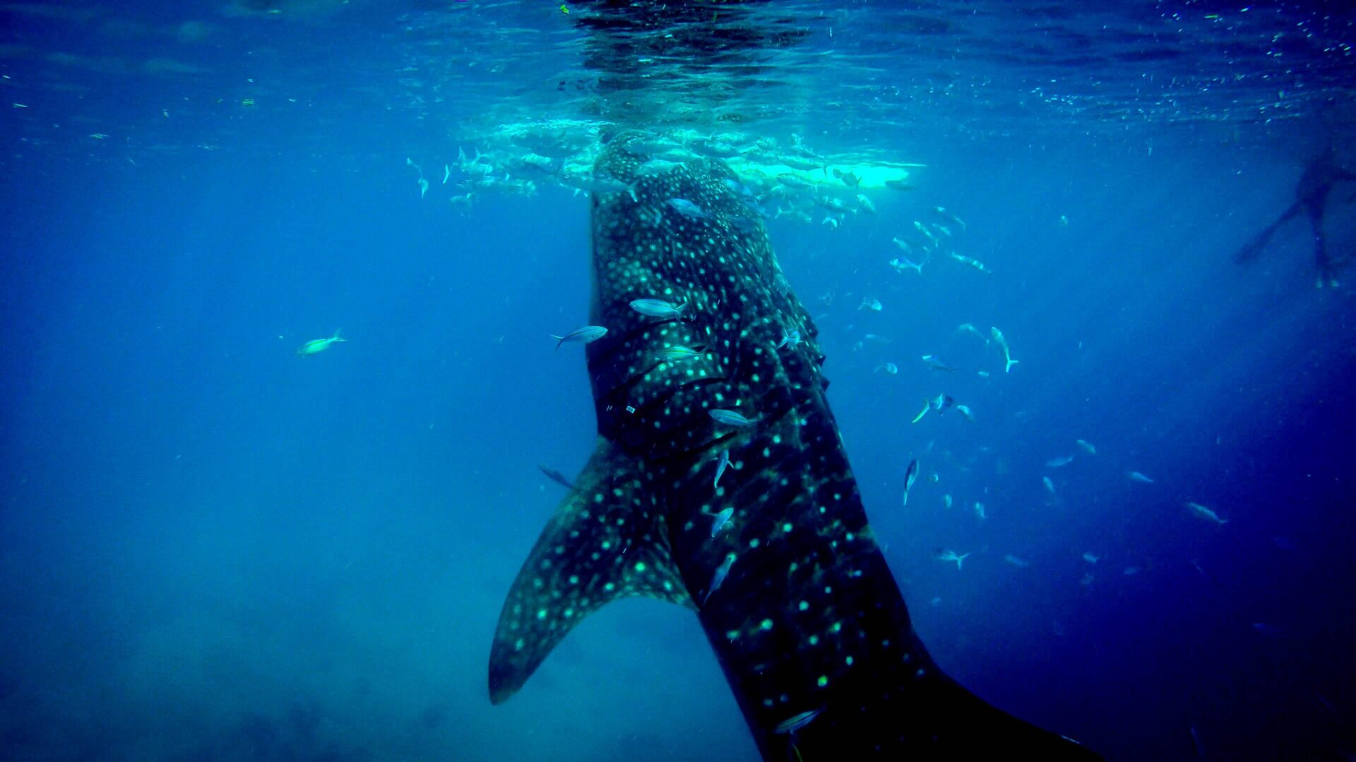 鯨鯊 菲律賓潛水 oslob