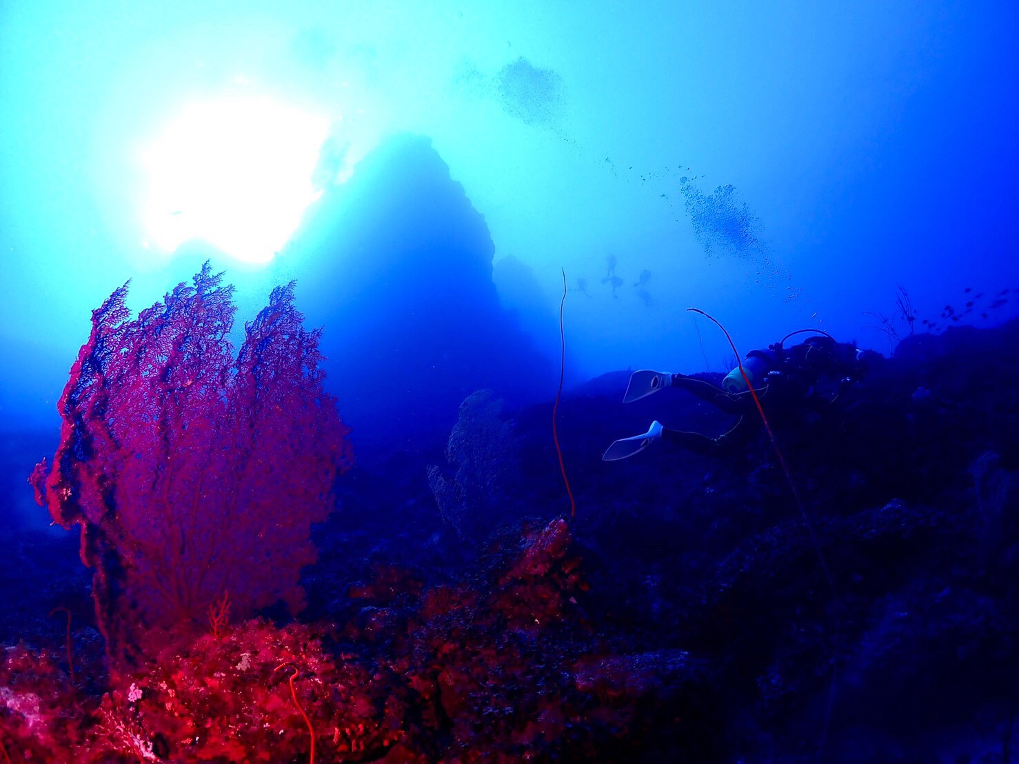 沖繩潛水,沖繩,青之洞,石垣島,日本潛水