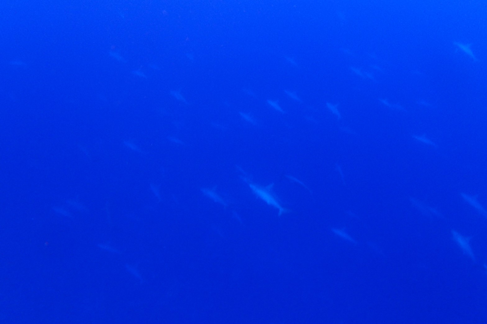 日本 沖繩 與那國 潛水 錘頭鯊 海底遺跡