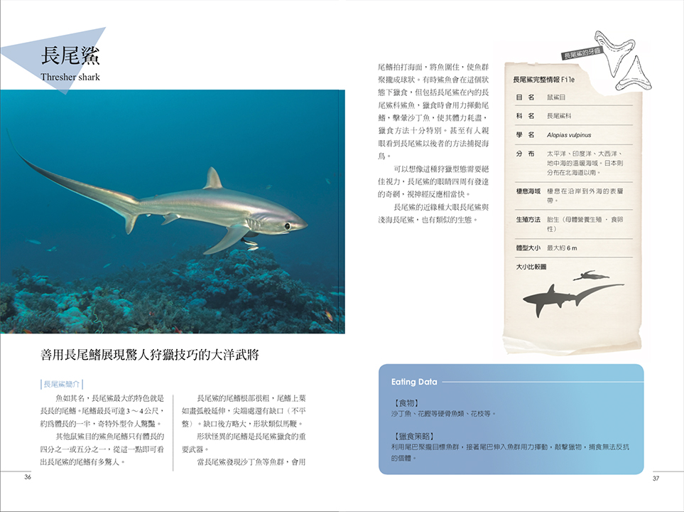 鯊魚圖鑑 shark