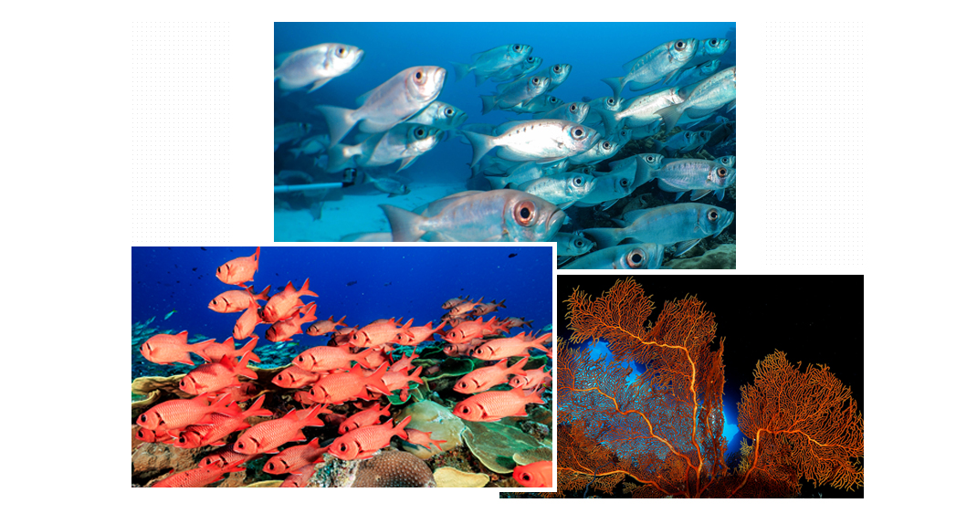 帛琉 浪潛水 潛水旅行 自由潛水 水肺潛水