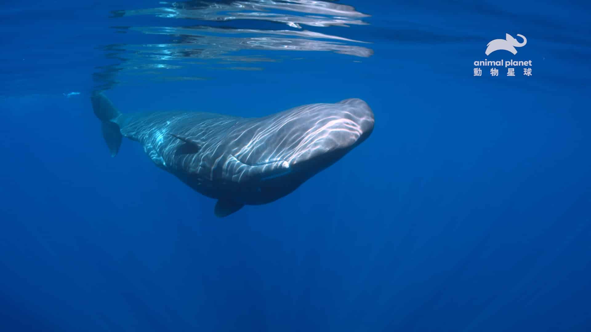 抹香鯨是世界上最大的齒鯨，牠一天只花 7 的時間在睡覺，睡眠時間比其他哺乳類都還要少。