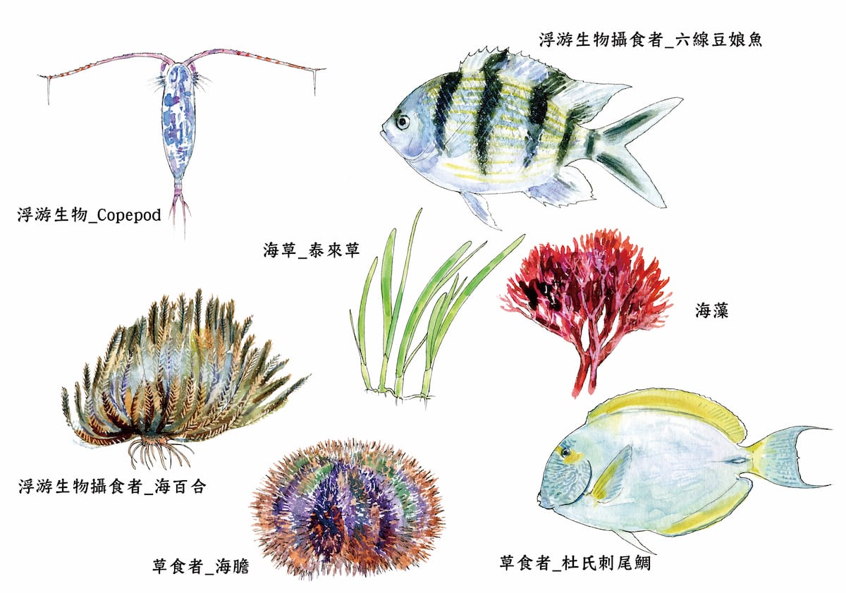繪圖B 【認識珊瑚，1 本就搞定】台灣珊瑚圖鑑（上）：石珊瑚